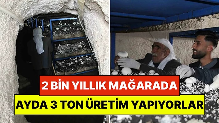 Dededen Kalma 2 Bin Yıllık Mağarada Milyonlar Kazanıyorlar: Ayda 3 Ton Üretim Bile Mantar Talebine Yetişmiyor!