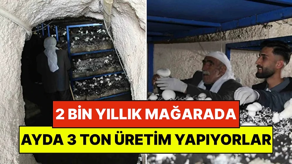 Dededen Kalma 2 Bin Yıllık Mağarada Milyonlar Kazanıyorlar: Ayda 3 Ton Üretim Bile Mantar Talebine Yetişmiyor!