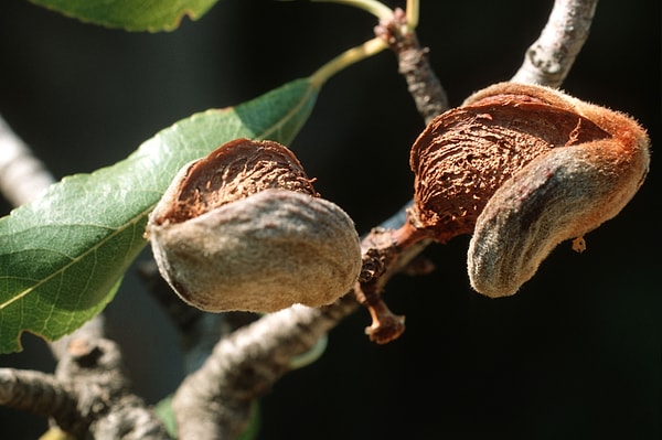 Badem antik çağlardan günümüze binlerce yıllık bir miras olarak görülüyor.