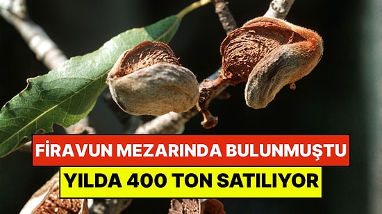 4 Bin Yıllık Firavun Mezarında Keşfedildi: Şimdi Yılda 400 Ton Satılıyor