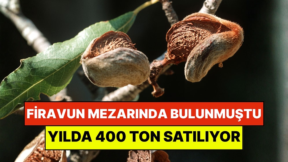 4 Bin Yıllık Firavun Mezarında Keşfedildi: Şimdi Yılda 400 Ton Satılıyor