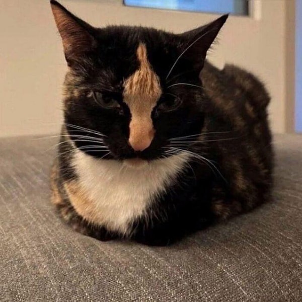 1. O zaman açılışımıza orta parmak gösteren kediyle başlayalım 😂