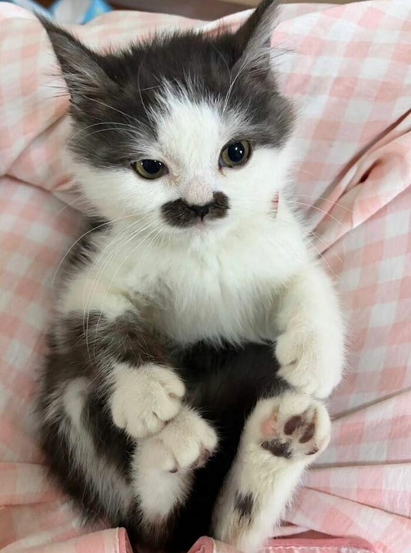 5. Orta parmak gösteren kediden sonra bıyıklı kedi çok iyi geldi.