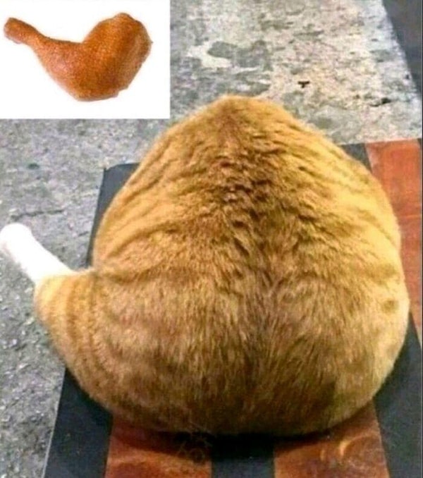 12. O zaman kapanışımızı da ekranı ısırma isteği veren bu tavuk görseliyle yapalım!