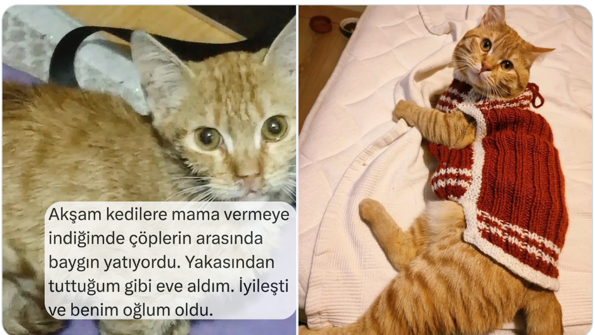Çok Sevdikleri Kedileriyle Tanışma Hikayelerini Anlatan Kişiler