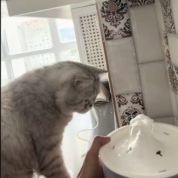 Yorumlar da en az video kadar eğlenceliydi...