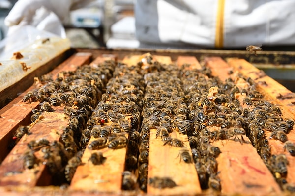 Yenipazar’da ayçiçeği, Geyve’de kestane, Ayvalık’ta ise çam balı…