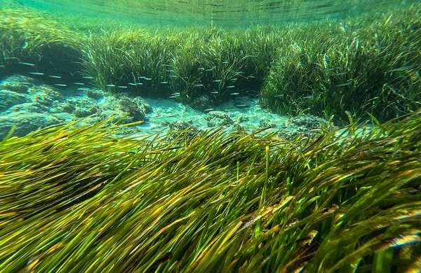 150 metre sınırında ekolojik mücadele devam ediyor.