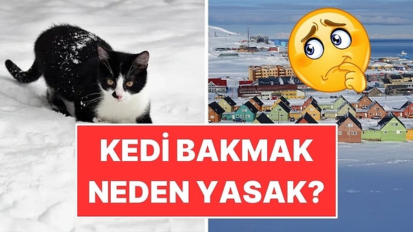Kedi Beslemenin Yasak Olduğu İlginç Kuzey Yerleşimi