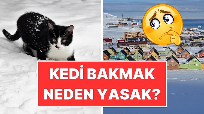 Kedi Beslemenin Yasak Olduğu İlginç Kuzey Yerleşimi