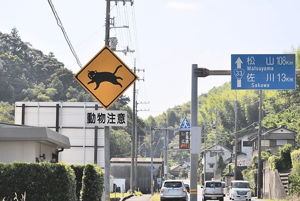 Japan's cat signs have gone viral on social media.