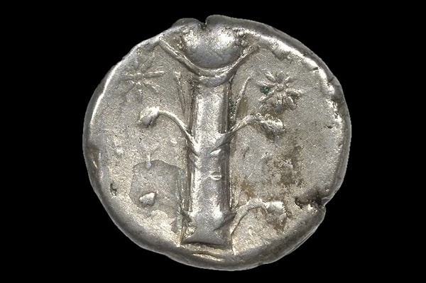 Bitkiden elde edilen reçine, “laser” adıyla anılıyor ve özellikle değerli kabul ediliyordu.