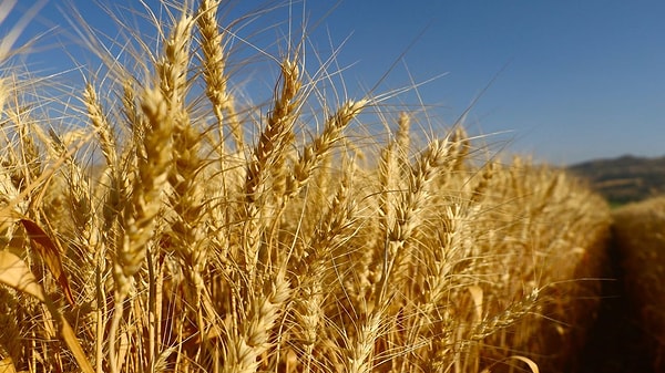Sofralarımızın en temel gıdası ekmek, lüks olur mu demeyin!