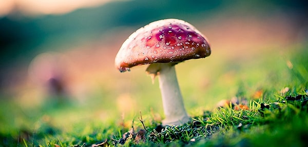 Biolüminesans: Karanlıkta Parlayan Akrabalar