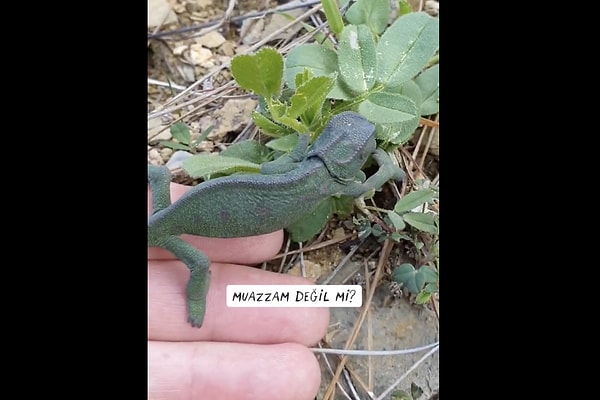 So, how exactly does a chameleon change its color?