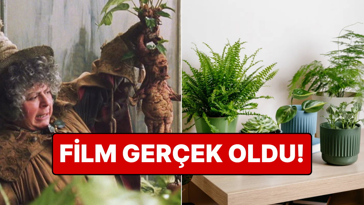 Bitkiler Stres Altında Ultrasonik Sesler Çıkarıyormuş!