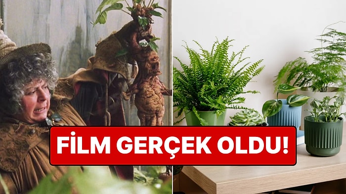 Bitkiler Stres Altında Ultrasonik Sesler Çıkarıyormuş!