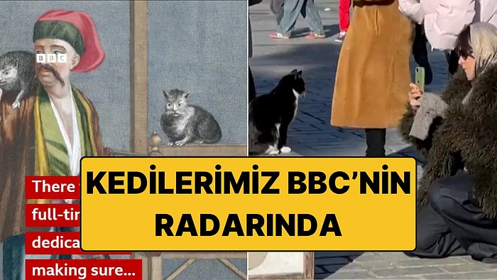 BBC World, İstanbul Kedilerini Dünya Gündemine Taşıdı: "Şehrin Turistik Cazibe Merkezleri"