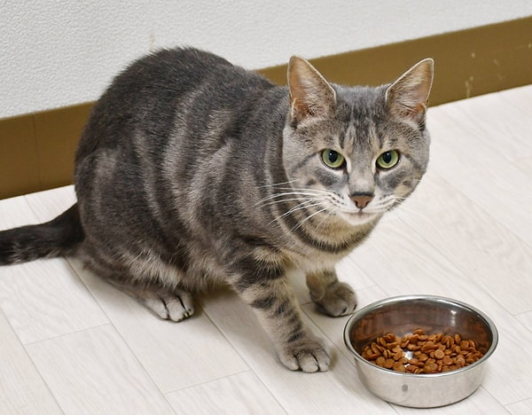 Tok oldukları için değil, kokusuna alıştıkları için bırakıyor olabilirler