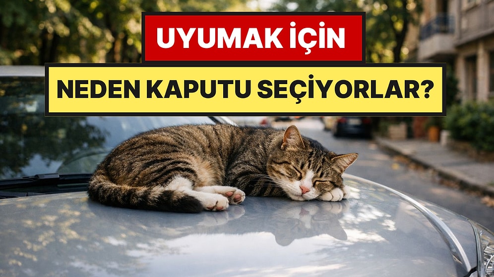 Kediler Neden Araba Kaputunda Uyur?