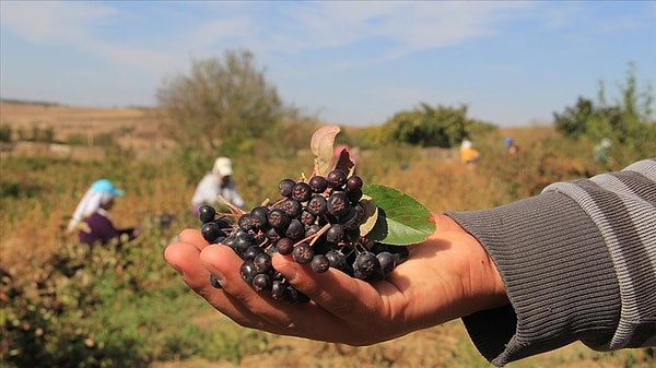 Yüksek ekonomik getiri oranları üreticilerin finansal sürdürülebilirliğini kuvvetli bir şekilde destekliyor