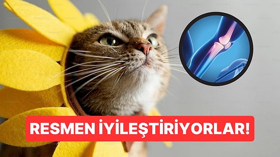 Kedi Mırıltısının Frekansı Kemik İyileşmesini Hızlandırıyor