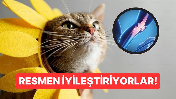 Kedi Mırıltısının Frekansı Kemik İyileşmesini Hızlandırıyor