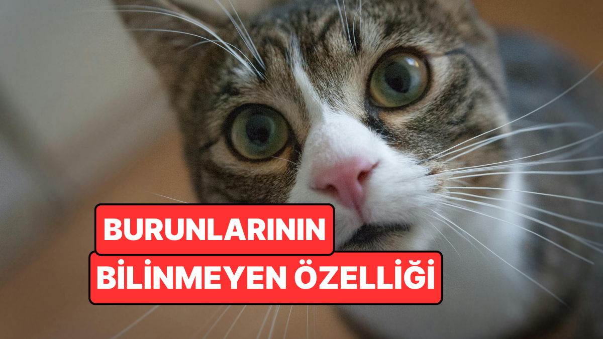 Kedilerin Burunlarındaki Desenler Parmak İzi Kadar Benzersiz