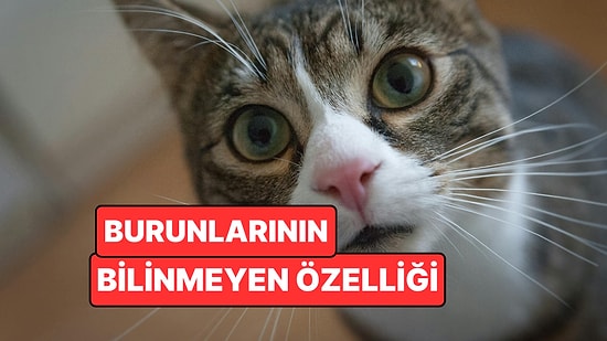 Kedilerin Burunlarındaki Desenler Parmak İzi Kadar Benzersiz