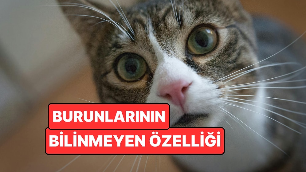 Kedilerin Burunlarındaki Desenler Parmak İzi Kadar Benzersiz