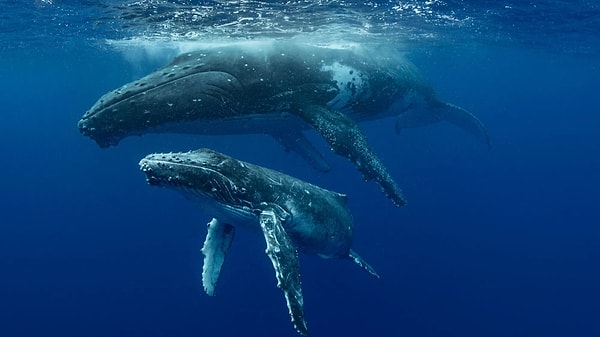 İspermeçet balinalarının çıkardığı sesler rastgele değil, belirli kurallara bağlı şekilde ilerliyor