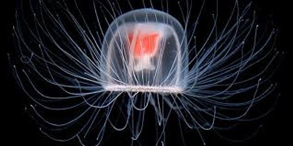 Ölümsüz Denizanası: Turritopsis Dohrnii'nin Yaşlanmayı Tersine Çevirme Sırrı