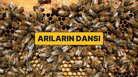 Arıların Dansı: Nobel Ödüllü Matematiksel İletişim Dili