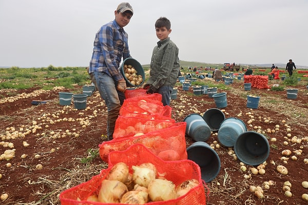 Reyhanlı’nın Bükülmez Mahallesi’nde, Suriye sınırına komşu 500 dönümlük arazide başlayan hasatta hareketli dakikalar yaşanıyor.