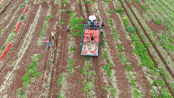 Türkiye Soğan Üretici ve Tedarikçiler Başkanı Reşit Kaya, bu yılki fiyat politikası ve maliyetler hakkında önemli açıklamalarda bulundu.
