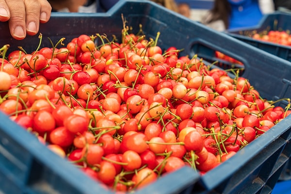 İlk hasadı gerçekleştiren üretici Yusuf Bakan, 6 bin TL'lik fiyatın sembolik bir değer taşıdığını vurguladı.