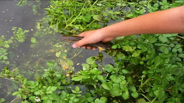 Besin yoğunluğu açısından yapılan sıralamada su teresi, kalori başına sunduğu vitamin ve mineral miktarıyla "rakipsiz" ilan edildi.