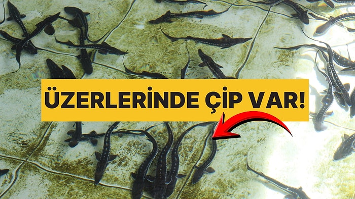 8 Bini Karadeniz’e Salındı: Kilosu 90 Bin TL'den Satılıyor