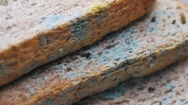 Is it safe to eat moldy bread?