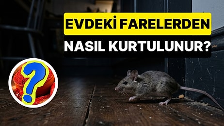 Uzmanlar Bahçedeki Fare ve Sıçanlara Karşı Doğal Koruma Yöntemlerini Açıkladı