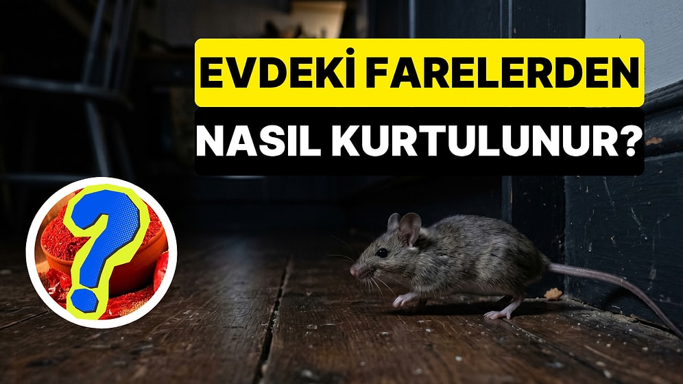 Uzmanlar Bahçedeki Fare ve Sıçanlara Karşı Doğal Koruma Yöntemlerini Açıkladı