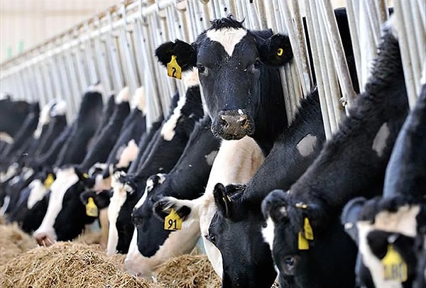 Sanayi ve Teknoloji Bakanlığı koordinasyonunda yürütülen Yerel Kalkınma Hamlesi Teşvik Programı kapsamında, Marmara Bölgesi'ndeki illerin potansiyeli ortaya çıkarılarak bölgenin yatırım üssü niteliği pekiştirilecek, böylece İstanbul'un kalkınmadaki yükü diğer şehirler tarafından da paylaşılacak.