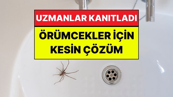 Evdeki Örümceklerden Kurtulmanın En Pratik Yolları: Bilim İnsanları Öneriyor!