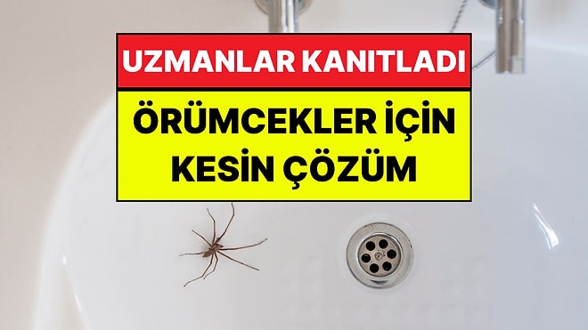Evdeki Örümceklerden Kurtulmanın En Pratik Yolları: Bilim İnsanları Öneriyor!