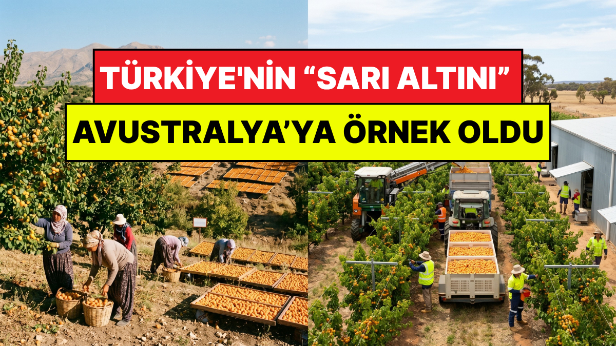 Türkiye'nin "Sarı Altını" Kıta Değiştirdi: Eski Gelenek Avustralya'ya Örnek Oldu