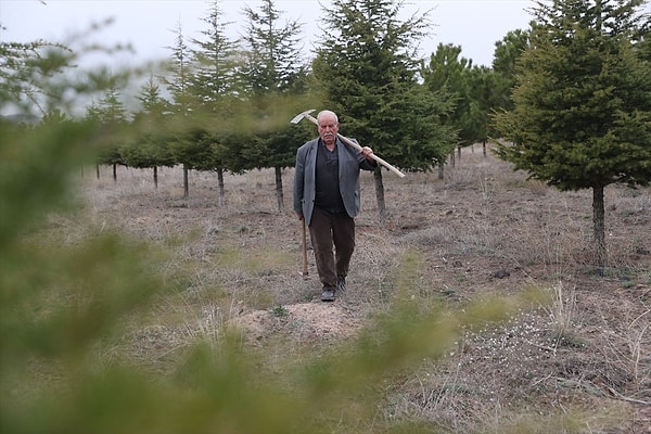 Kurumsal bir kimlik kazandırılan ağaçlandırma çalışmaları sonucunda mera alanı orman statüsüne geçti