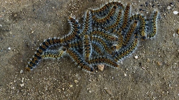 Hayvanlarda dil çürümesine neden oluyor.