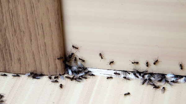 Sadece sirke yetmiyor, evin cazibesini de azaltmak gerekiyor