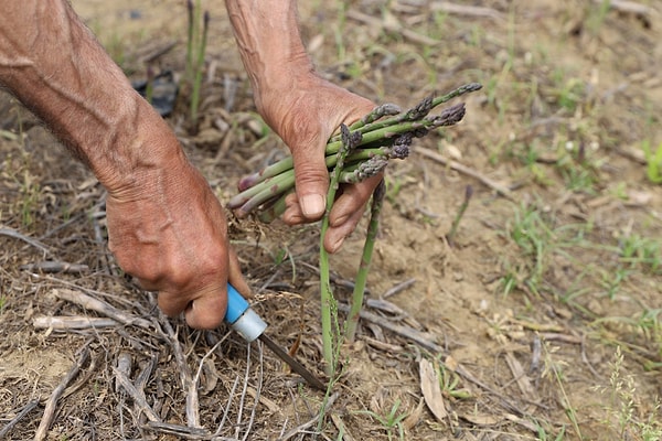 Tire'nin Eskioba Mahallesi'nde üretime 2024 yılında 20 bin metrekare ile başlayan üretici Ömer Avinç, kısa sürede alanını 130 bin metrekareye çıkardı.