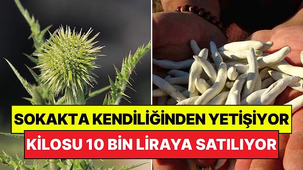 Dünyanın En Pahalı Sakızı Türkiye'de Kendiliğinden Yetişiyor